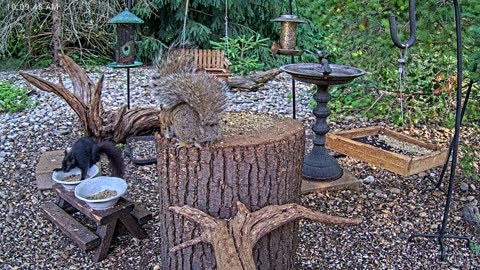LIVE 24/7 Indiana Birds, Squirrels and Wildlife Feeder Cam