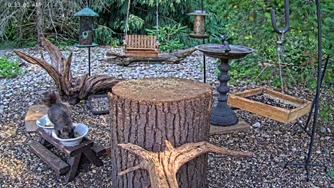 LIVE 24/7 Indiana Birds, Squirrels and Wildlife Feeder Cam