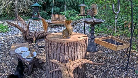 LIVE 24/7 Indiana Birds, Squirrels and Wildlife Feeder Cam