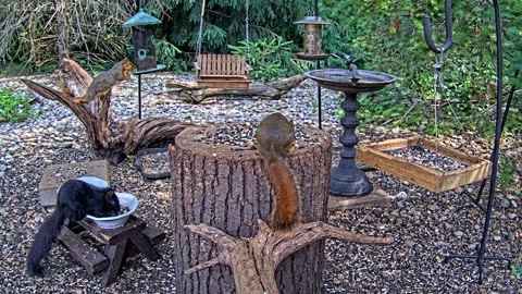 LIVE 24/7 Indiana Birds, Squirrels and Wildlife Feeder Cam