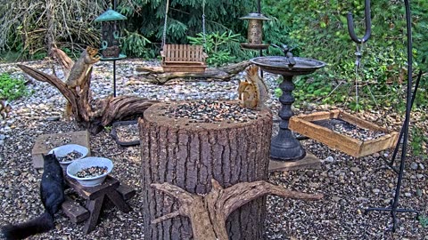 LIVE 24/7 Indiana Birds, Squirrels and Wildlife Feeder Cam