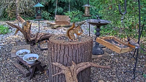 LIVE 24/7 Indiana Birds, Squirrels and Wildlife Feeder Cam