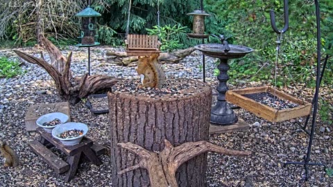 LIVE 24/7 Indiana Birds, Squirrels and Wildlife Feeder Cam