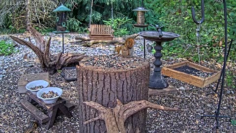 LIVE 24/7 Indiana Birds, Squirrels and Wildlife Feeder Cam