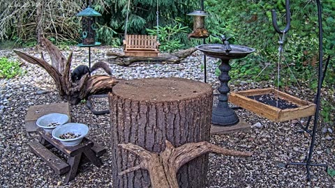 LIVE 24/7 Indiana Birds, Squirrels and Wildlife Feeder Cam