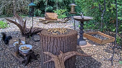 LIVE 24/7 Indiana Birds, Squirrels and Wildlife Feeder Cam