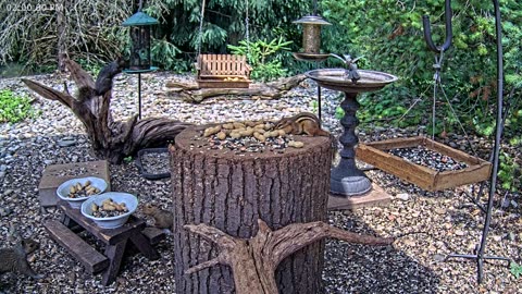 LIVE 24/7 Indiana Birds, Squirrels and Wildlife Feeder Cam