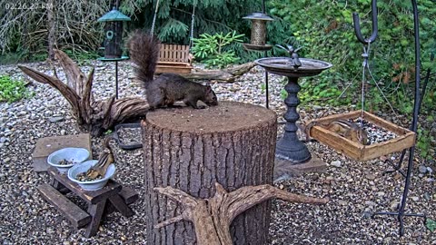 LIVE 24/7 Indiana Birds, Squirrels and Wildlife Feeder Cam