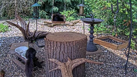 LIVE 24/7 Indiana Birds, Squirrels and Wildlife Feeder Cam