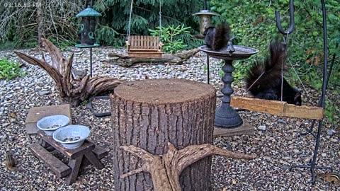 LIVE 24/7 Indiana Birds, Squirrels and Wildlife Feeder Cam