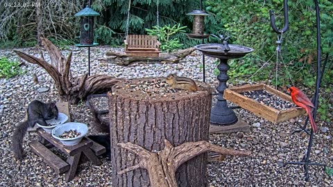LIVE 24/7 Indiana Birds, Squirrels and Wildlife Feeder Cam