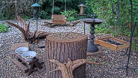 LIVE 24/7 Indiana Birds, Squirrels and Wildlife Feeder Cam