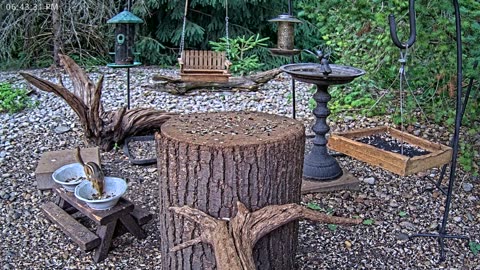 LIVE 24/7 Indiana Birds, Squirrels and Wildlife Feeder Cam