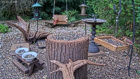 LIVE 24/7 Indiana Birds, Squirrels and Wildlife Feeder Cam