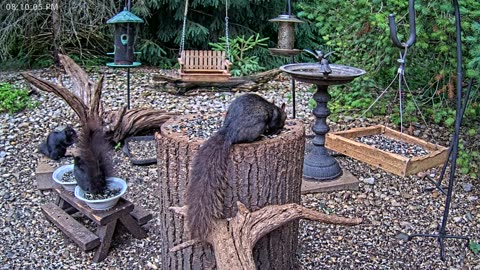 LIVE 24/7 Indiana Birds, Squirrels and Wildlife Feeder Cam
