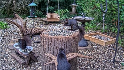 LIVE 24/7 Indiana Birds, Squirrels and Wildlife Feeder Cam