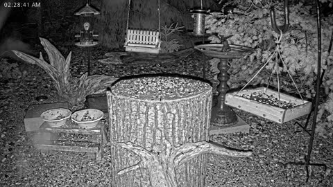 LIVE 24/7 Indiana Birds, Squirrels and Wildlife Feeder Cam