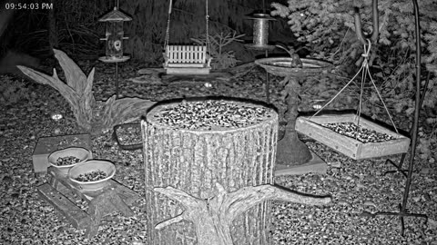 LIVE 24/7 Indiana Birds, Squirrels and Wildlife Feeder Cam