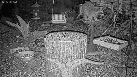 LIVE 24/7 Indiana Birds, Squirrels and Wildlife Feeder Cam
