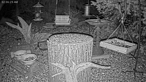 LIVE 24/7 Indiana Birds, Squirrels and Wildlife Feeder Cam