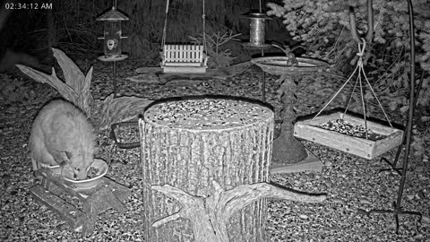 LIVE 24/7 Indiana Birds, Squirrels and Wildlife Feeder Cam