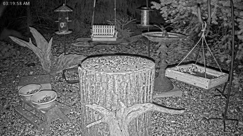 LIVE 24/7 Indiana Birds, Squirrels and Wildlife Feeder Cam