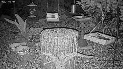 LIVE 24/7 Indiana Birds, Squirrels and Wildlife Feeder Cam