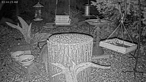 LIVE 24/7 Indiana Birds, Squirrels and Wildlife Feeder Cam
