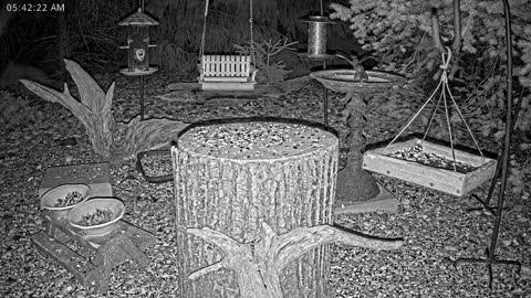 LIVE 24/7 Indiana Birds, Squirrels and Wildlife Feeder Cam