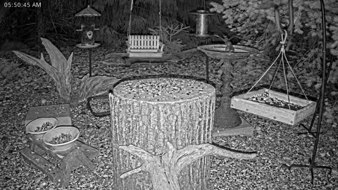 LIVE 24/7 Indiana Birds, Squirrels and Wildlife Feeder Cam