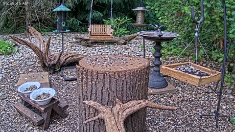 LIVE 24/7 Indiana Birds, Squirrels and Wildlife Feeder Cam