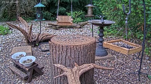 LIVE 24/7 Indiana Birds, Squirrels and Wildlife Feeder Cam
