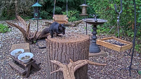 LIVE 24/7 Indiana Birds, Squirrels and Wildlife Feeder Cam