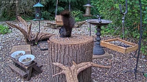 LIVE 24/7 Indiana Birds, Squirrels and Wildlife Feeder Cam