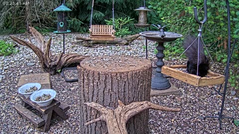 LIVE 24/7 Indiana Birds, Squirrels and Wildlife Feeder Cam