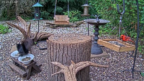 LIVE 24/7 Indiana Birds, Squirrels and Wildlife Feeder Cam