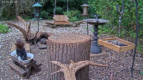 LIVE 24/7 Indiana Birds, Squirrels and Wildlife Feeder Cam