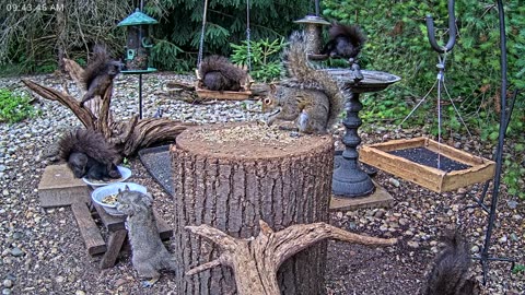 LIVE 24/7 Indiana Birds, Squirrels and Wildlife Feeder Cam