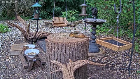 LIVE 24/7 Indiana Birds, Squirrels and Wildlife Feeder Cam