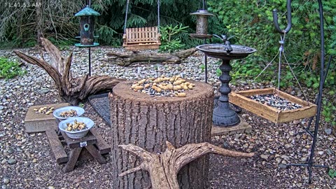 LIVE 24/7 Indiana Birds, Squirrels and Wildlife Feeder Cam
