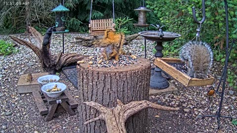 LIVE 24/7 Indiana Birds, Squirrels and Wildlife Feeder Cam