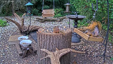 LIVE 24/7 Indiana Birds, Squirrels and Wildlife Feeder Cam