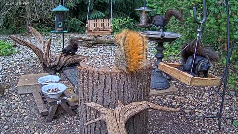 LIVE 24/7 Indiana Birds, Squirrels and Wildlife Feeder Cam