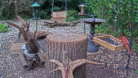 LIVE 24/7 Indiana Birds, Squirrels and Wildlife Feeder Cam