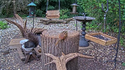 LIVE 24/7 Indiana Birds, Squirrels and Wildlife Feeder Cam