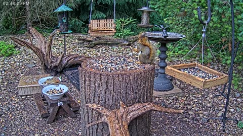 LIVE 24/7 Indiana Birds, Squirrels and Wildlife Feeder Cam