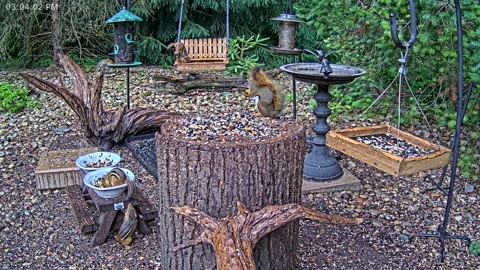 LIVE 24/7 Indiana Birds, Squirrels and Wildlife Feeder Cam