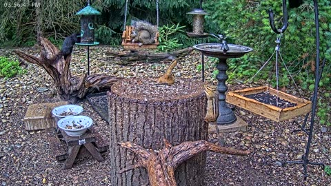 LIVE 24/7 Indiana Birds, Squirrels and Wildlife Feeder Cam