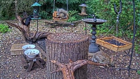 LIVE 24/7 Indiana Birds, Squirrels and Wildlife Feeder Cam