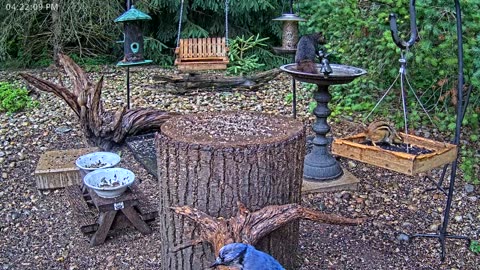 LIVE 24/7 Indiana Birds, Squirrels and Wildlife Feeder Cam